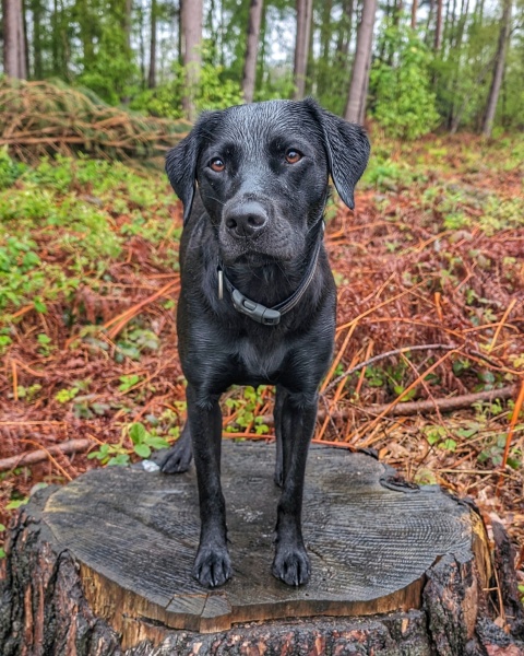 Puppy Survival Thread for New and Old Pups - Spring is around the corner!