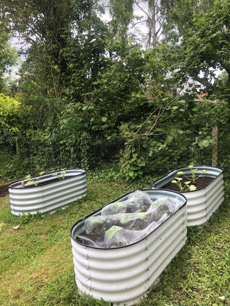 Courgette plants struggling