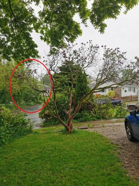 Anyone know how to prune a (very!) established lilac 'tree'? With pics