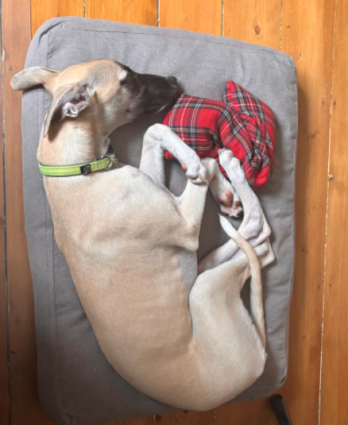 Puppy Survival Thread for New and Old Pups - Spring is around the corner!