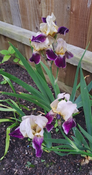 What's in flower in your garden right now?
