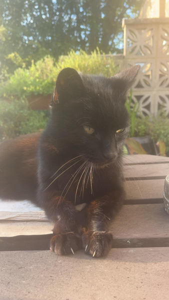 Is your cat an indoor or outdoor cat?