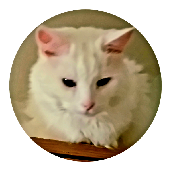 Machiavellian Misbehaviour- the Excellent Cats Deny Everything