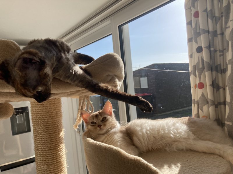 Does anyone have an implement to open the living room door to let the cat out without getting off the sofa?