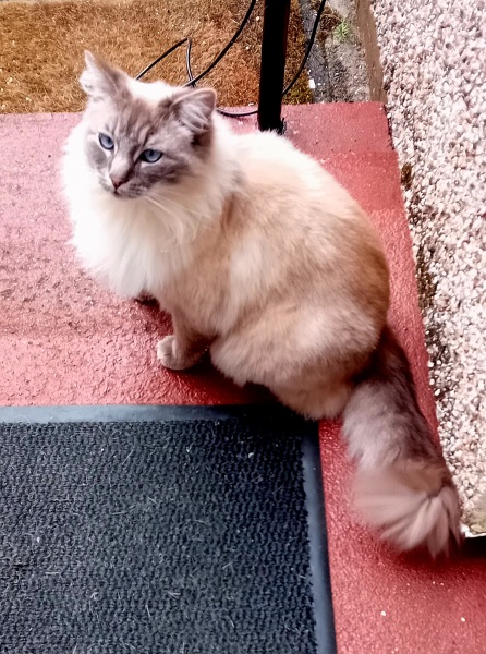 Machiavellian Misbehaviour- the Excellent Cats Deny Everything