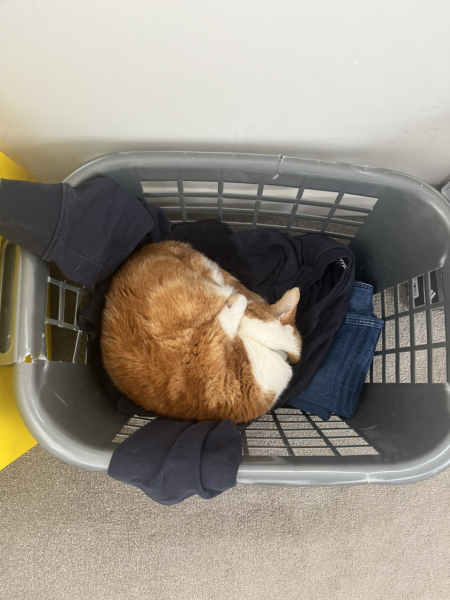 Thread 46 Sunak - don't rain on our parade