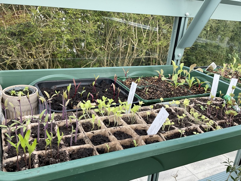 The Vegetable Patch 2024/2025