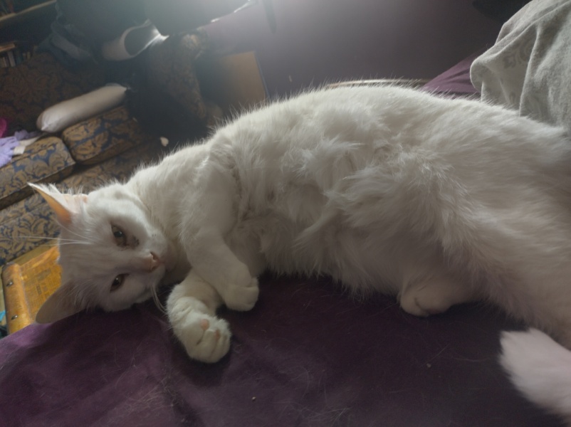 Machiavellian Misbehaviour- the Excellent Cats Deny Everything