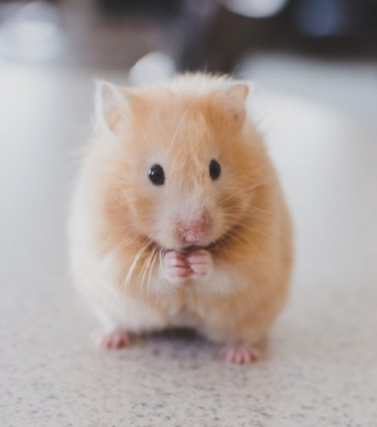 Thread 45 Sunak; Remove one letter and tell his future"