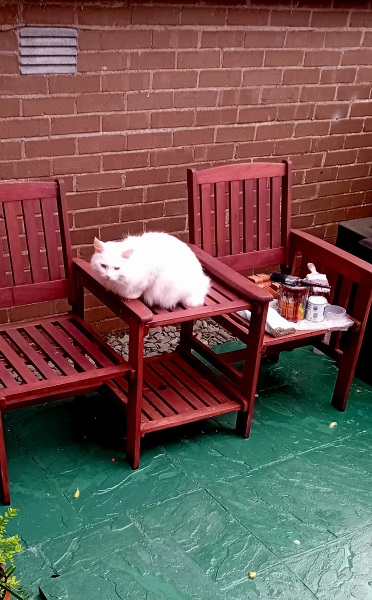 Machiavellian Misbehaviour- the Excellent Cats Deny Everything