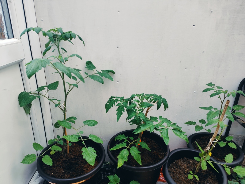 The Vegetable Patch 2024/2025