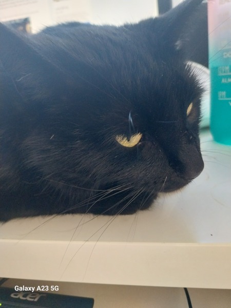 Thread 46 Sunak - don't rain on our parade