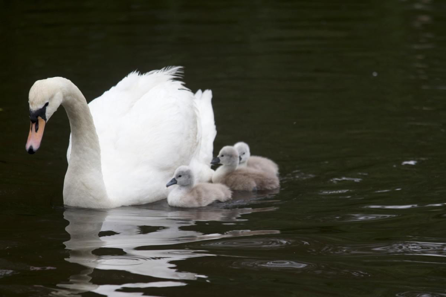 Thread 47 Sunak : The Ship of Fools sails on