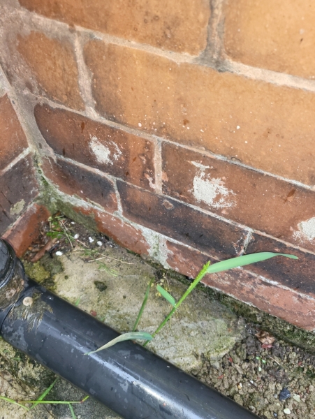 To ask about this damp?