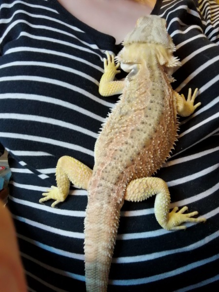 What are bearded dragons really like as pets
