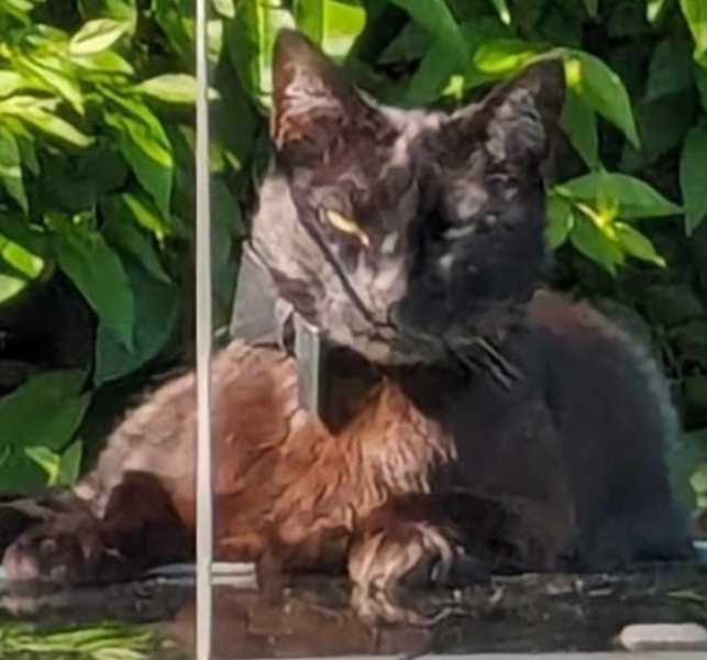 Thread 47 Sunak : The Ship of Fools sails on