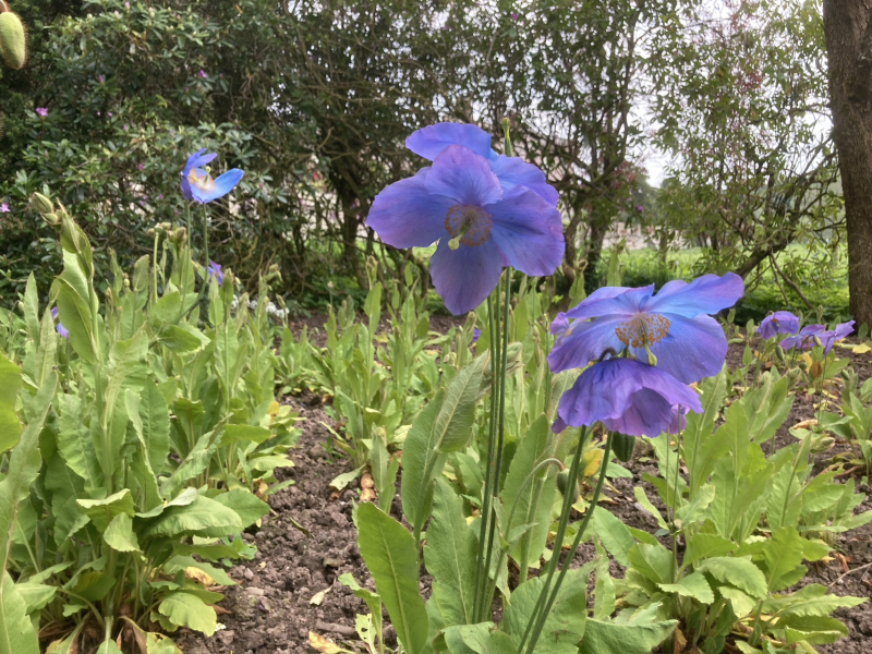 What have you done in the garden today Part 4 Spring 2024.