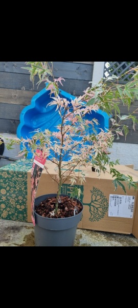 Japanese maple tree