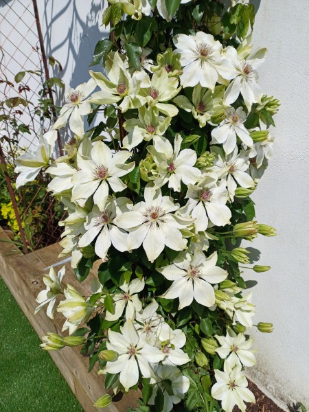 Good DA rose and clematis or rose and honeysuckle recommendations for an arch please