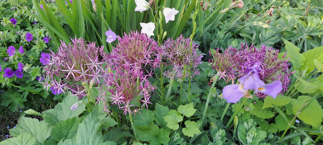 What's in flower in your garden right now?