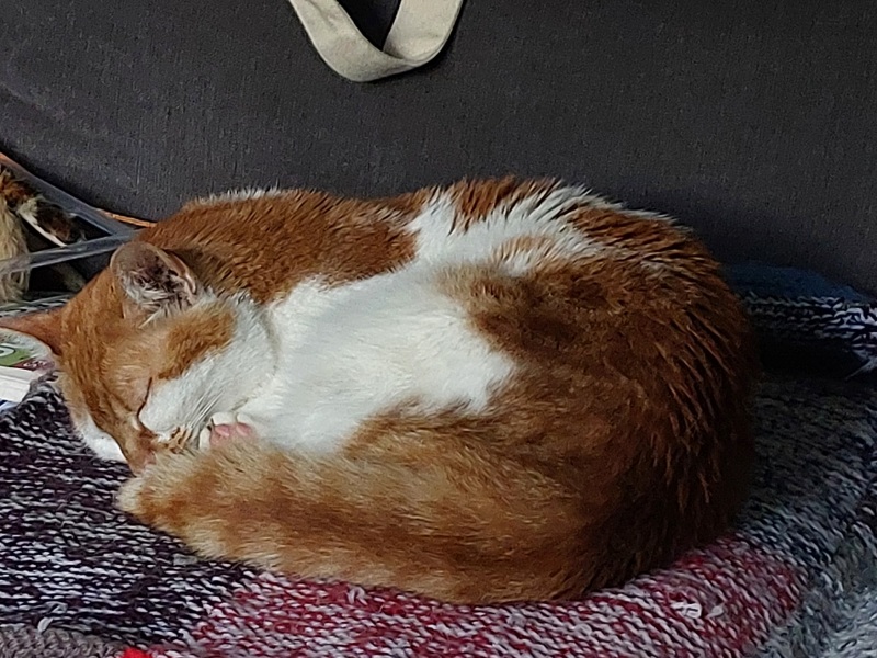 Thread 47 Sunak : The Ship of Fools sails on