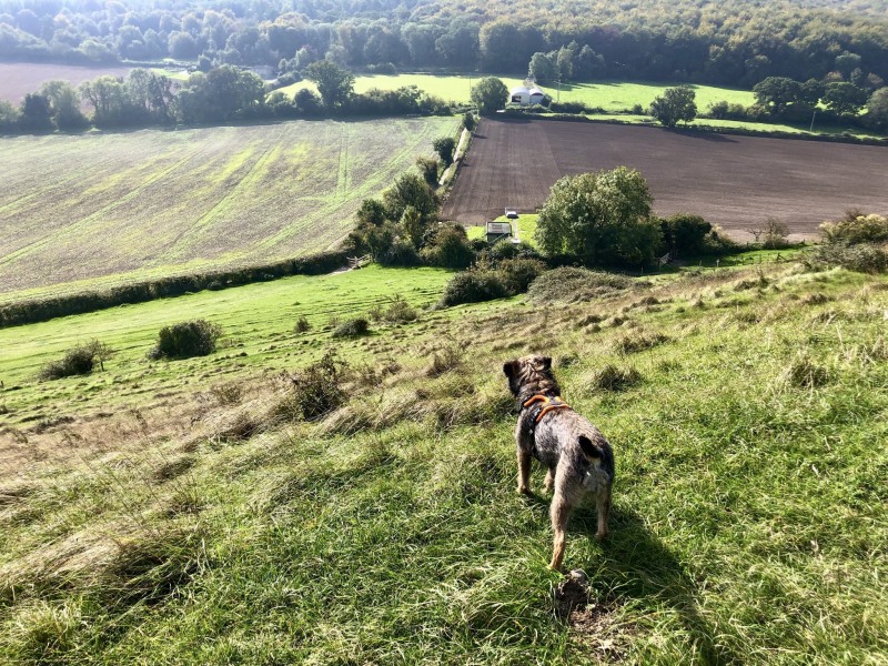 Sense check: dogs weight