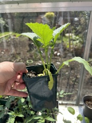 Plant ID