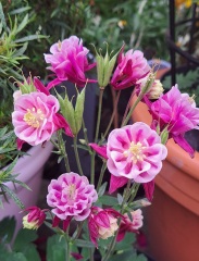 What's in flower in your garden right now?