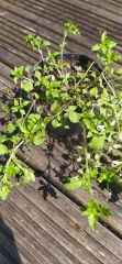 Plant or weed?