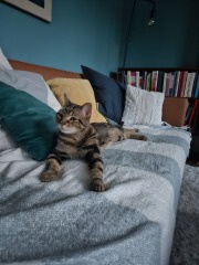 New cats - knocking stuff over and bonded pairs