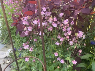 What's in flower in your garden right now?