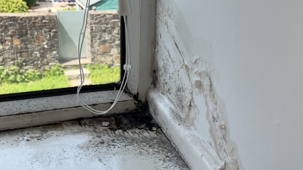 Is this wet rot?