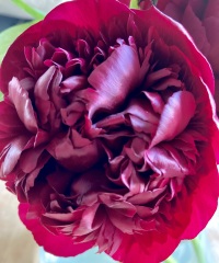 Thread 13 - TalkLair: “I say we take off and nuke the entire site from orbit. It's the only way to be sure.”