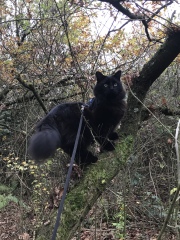 Machiavellian Misbehaviour- the Excellent Cats Deny Everything