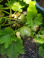 Sunny balcony - best to grow