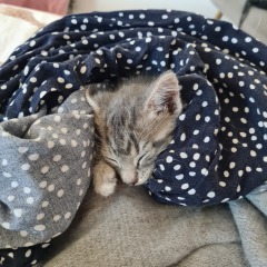 Meet Smol! V cute but v small