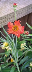 What's in flower in your garden right now?