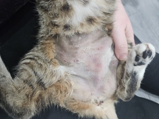 Are the out of hours vets treating me like a blank cheque?