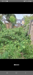 Overgrown garden