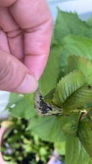 What are these bugs on my baby trees and what should I do?