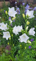 What's in flower in your garden right now?