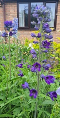 What's in flower in your garden right now?