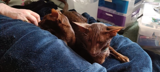 We rescued these girls yesterday!