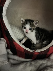 My new foster kittens