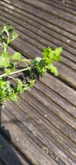 Plant or weed?