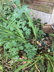 What is this plant please?