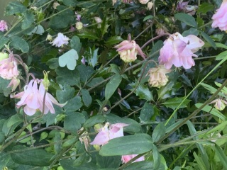 What's in flower in your garden right now?