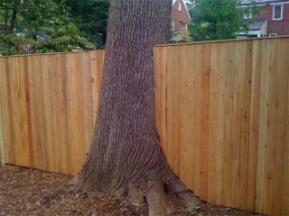 Neighbours tree trunk crossing boundary