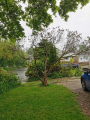 Anyone know how to prune a (very!) established lilac 'tree'? With pics