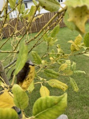 Holly blight?